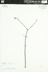 Cornus sericea image