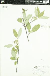 Cornus sericea image