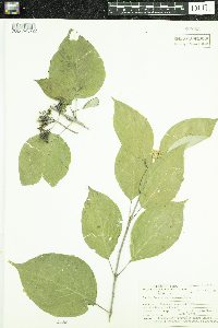 Cornus sericea image