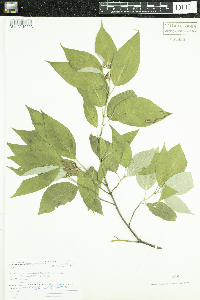 Cornus sericea image