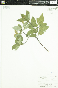 Cornus sericea image