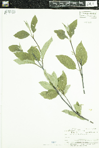 Cornus sericea image