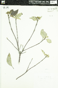 Cornus sericea image