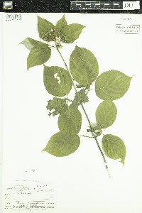 Cornus rugosa image