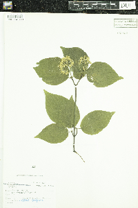 Cornus rugosa image