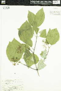 Cornus rugosa image