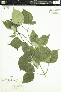 Cornus rugosa image