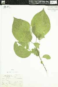 Cornus rugosa image
