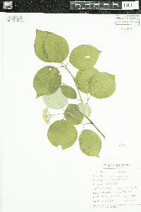 Cornus rugosa image