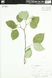 Cornus rugosa image