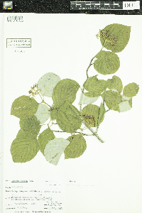 Cornus rugosa image