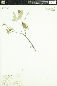 Cornus racemosa image
