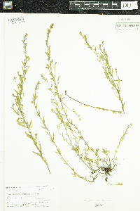 Lechea stricta image