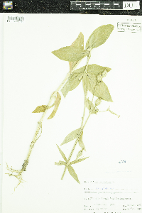 Silene noctiflora image