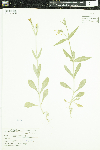 Silene noctiflora image