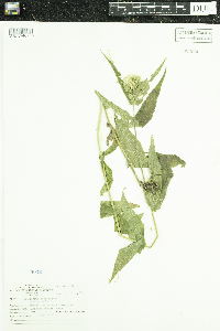 Eupatorium perfoliatum image