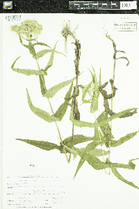 Eupatorium perfoliatum image