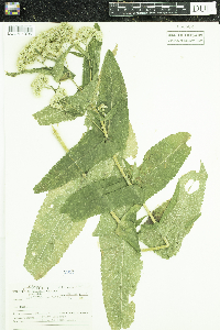 Eupatorium perfoliatum image