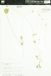 Parnassia palustris image