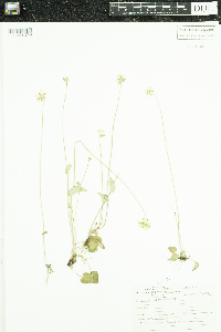 Parnassia palustris image