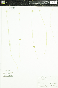 Parnassia palustris image