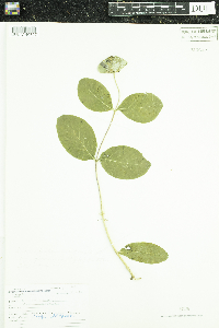 Lonicera dioica image