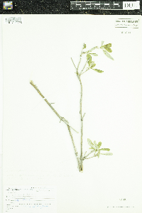 Lonicera dioica image