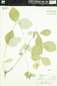 Lonicera dioica image