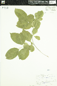 Celastrus scandens image