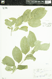 Celastrus scandens image
