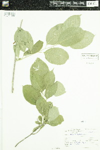 Celastrus scandens image