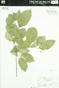 Celastrus scandens image
