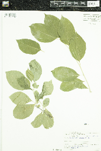 Celastrus scandens image