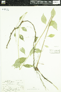 Silene latifolia image