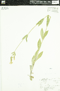 Silene latifolia image