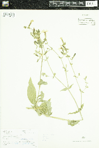 Silene latifolia image