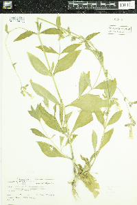 Silene latifolia image