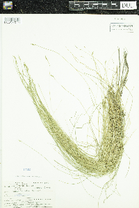 Carex leptalea image