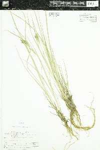 Carex lenticularis image
