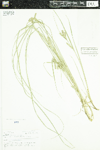 Carex lenticularis image