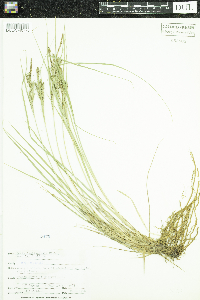 Carex lenticularis image