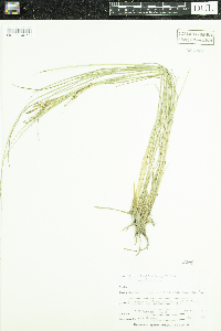 Carex lenticularis image