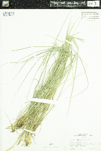 Carex lenticularis image