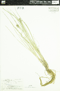 Carex lenticularis image