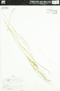 Carex lenticularis image