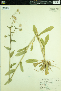 Thumbnail image of current specimen