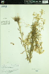Conyza canadensis image