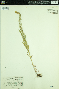 Conyza canadensis image