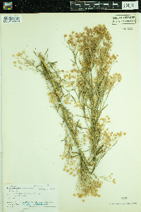 Conyza canadensis image