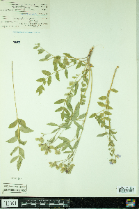 Polemonium reptans image